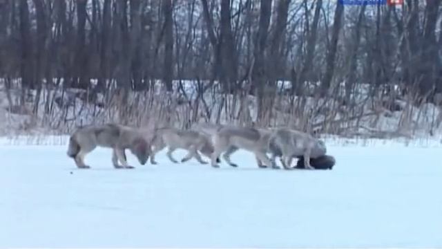 Рейтинг Баженова самые опасные животные России часть 2