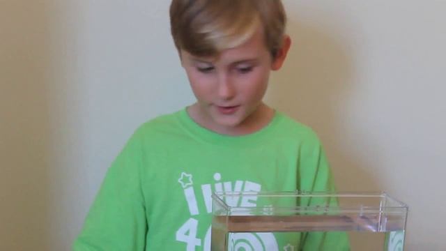 How to Care for Hydra and Daphnia смотреть онлайн