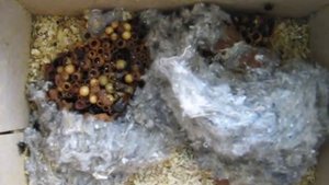 Шмели и осы. Bumblebees and wasps.