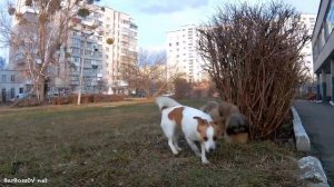 Собаки Крупным Планом!