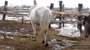 Лошади зимой