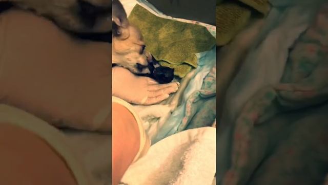 Роды чихуахуа смотреть онлайн