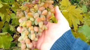 Виноград Заграва окончяние сезона винограда 2017