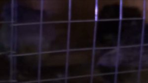 Перепела в домашних условиях