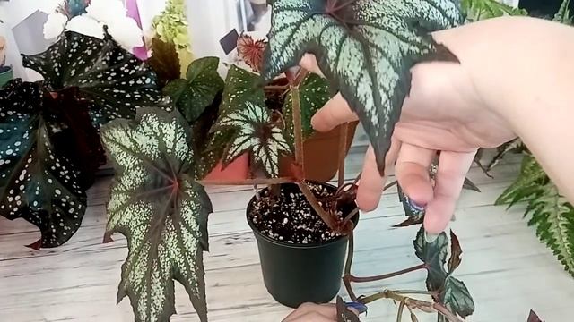 Самые простые в уходе сорта бегоний. смотреть онлайн