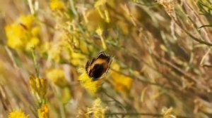 Православная песня. Поёт ЮЛИЯ СЛАВЯНСКАЯ. Русская Душа. Песни для души.