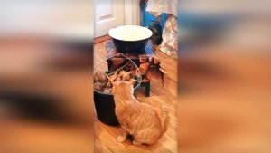 Тишка-воришка! Рыжий вислоухий кот украл морковку