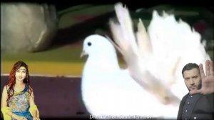 Фируза Алифова ва Чонибек Муродов -  Лайли Лайли | Firuza Alifova  & Jonibek Murodov - Layli Layli