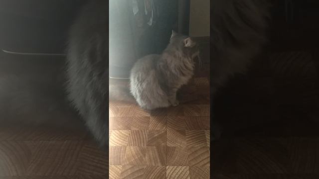 Кошка не может помочиться. Что делать? смотреть онлайн