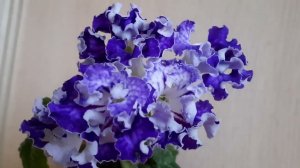 Стрептокарпус ZM- Ицуки