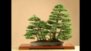 Laurus nobilis 'Bay Tree' Bonsai #13