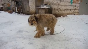 СОБАКА НА ЦЕПИ.Красава !!!