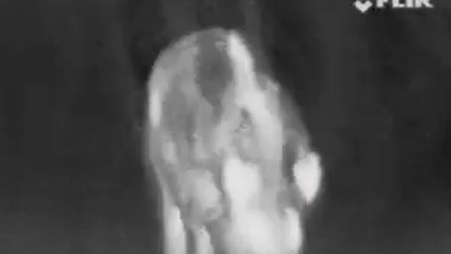 Выход зверя и работа тепловизора FLIR Scout TS32r Pro смотреть онлайн