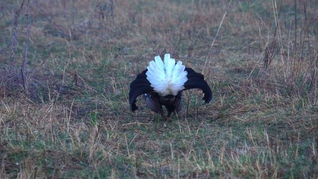 Лучший тетеревиный ток смотреть онлайн