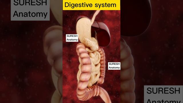 The Human digestive system 3d animation  and parts of the human digestive system in 3D#anatomy