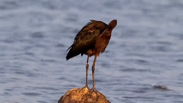 каравайки смотреть онлайн