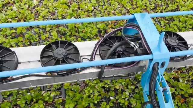 Trayfield automation - efficient production of strawberry fields смотреть онлайн