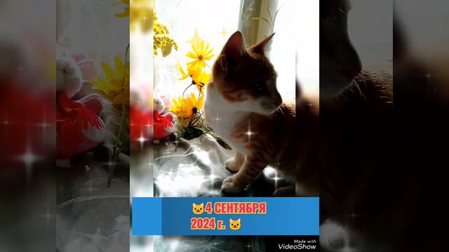 🐱 КОТИК 🐱 4 СЕНТЯБРЯ 2024 г.🐱