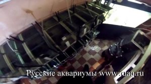 Красный неон. Разведение