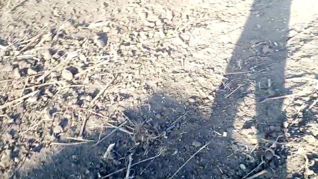 Прикатываем поздний посев пшеницы на Юмз-6 смотреть онлайн