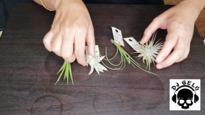 Air Plant ( Tillandsia ) Plants Without Soil | Japan Life | OFW | DJ Life