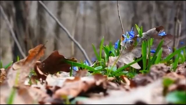 Весенний  Первоцвет.  Подснежники.  Первые  Весенние  Цветы