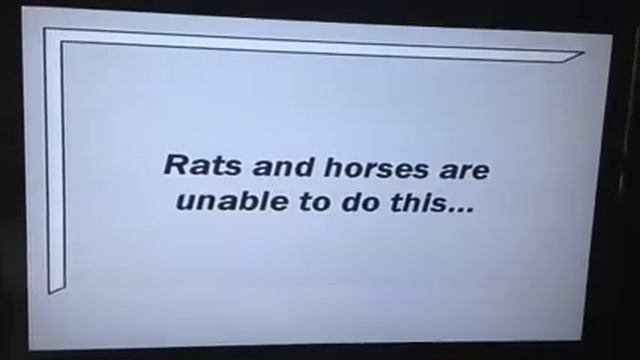 KHS Tiger College of Useless Knowledge Show смотреть онлайн