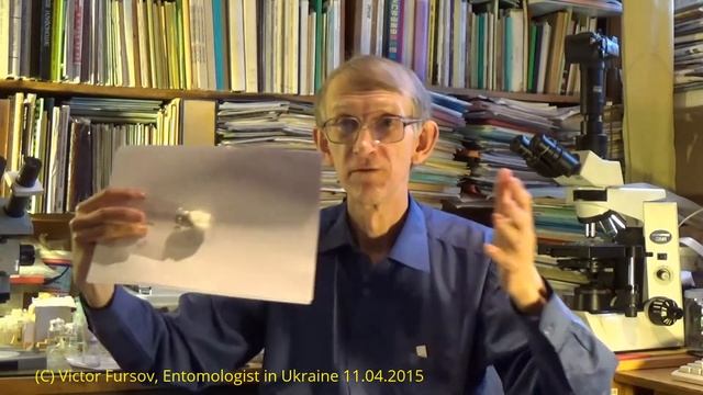 Чудо-Насекомые и Шишки-Галлы На Шиповнике? Кто Это? by Entomologist in Ukraine