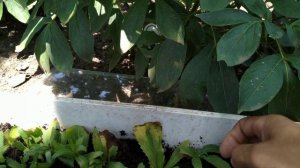 Размножение нивяника листом.