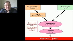 Система гемостаза 1часть Афончиков В.С.
