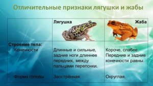 ЗЕМНОВОДНЫЕ, 2 класс (учебник Г.В. Трафимова, С.А. Трафимов)