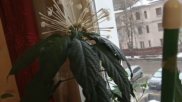 Дроздоперма и другие