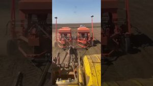 Кулунда Алтайский край первые всходы