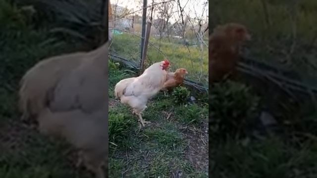 Куры Араукана. Особенности