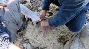 ОХОТА ЗА ЧЕРНОЙ ИКРОЙ | Рыбалка в США | Рыба ЛОПАТА