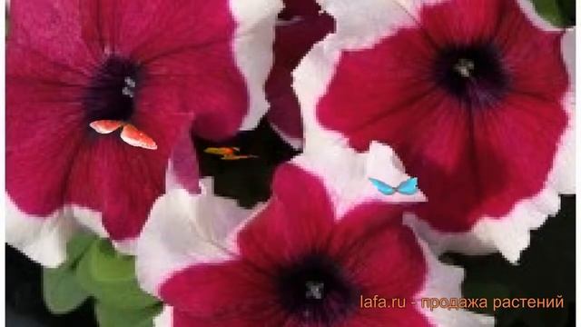 Петуния грандифлора Лимбо Джи Пи Бургунди Пикоти ? обзор: как сажать, семена петунии смотреть онлайн