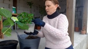ГОРТЕНЗИЯ крупнолистная.Пересадка взрослого куста#гортензия#гортензиякрупнолистная#уходзагортензией