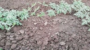 АРБУЗ.  Как растут арбузы.