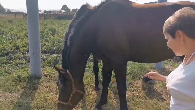 Подворье  Нины Алексеевны. Село Сарсы- Вторые смотреть онлайн