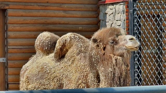 Ленинградский зоопарк. Зоопарк в Санкт-Петербурге. Лео и Луч в зоопарке 2023 смотреть онлайн