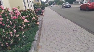 ГОРТЕНЗИЯ HAMBURG