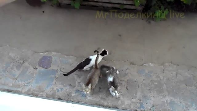 Кошки Не едят огурцы смотреть онлайн