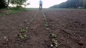 Ручная мотыга для прополки междурядий
