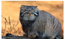 Русский язык. 2 класс. В.П. Канакина. 2 часть, стр. 26 упр. 43