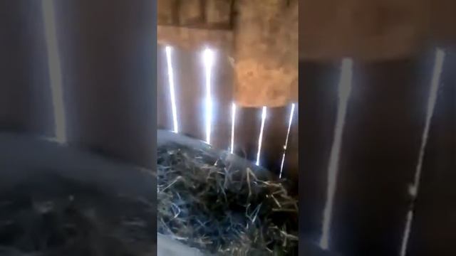 гнёзда для гусей смотреть онлайн