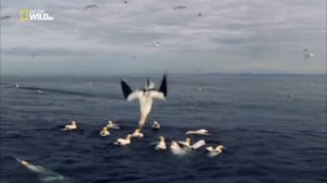 Олуши - прирожденные рыболовы