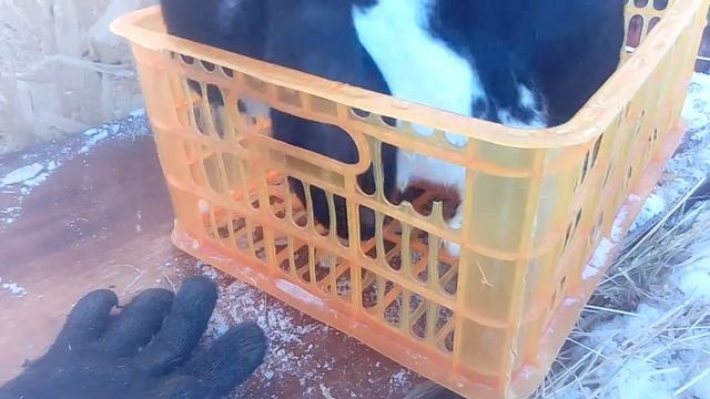 Ужас!!!!!!У кролика бельмо на глазу!!Что делать ?? смотреть онлайн