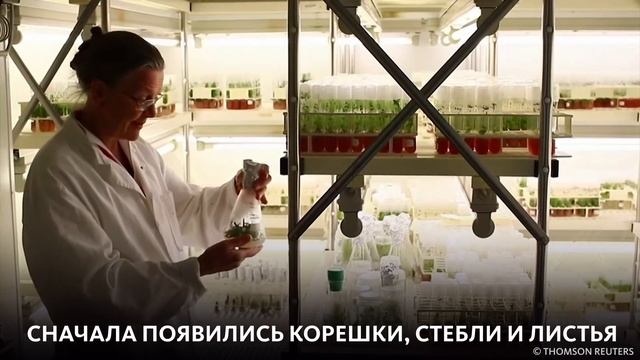 ДРЕВНЕЕ РАСТЕНИЕ