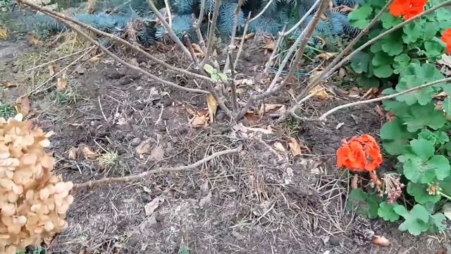 ОБРЕЗКА И УКРЫТИЕ ГОРТЕНЗИЙ НА ЗИМУ смотреть онлайн