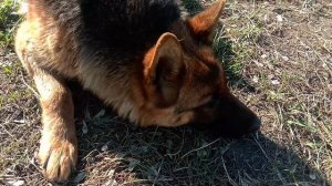 Что делать если собаку укусил клещ? Пироплазмоз у собак